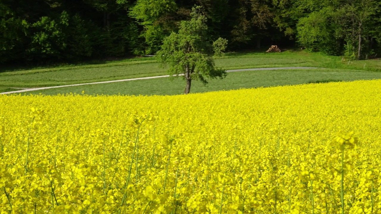 Rapsfeld