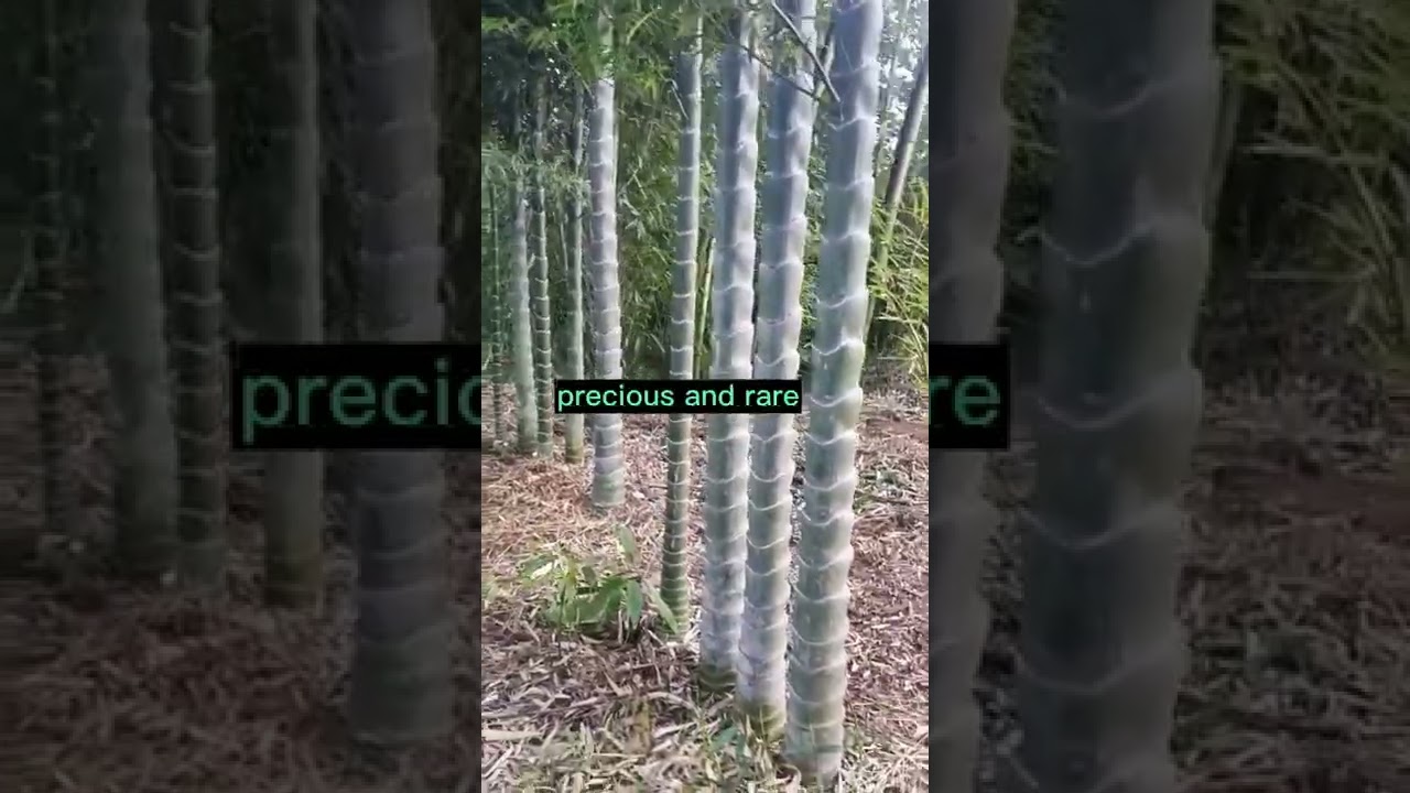 Bamboo Garden The Most Expensive Bamboo Variety #satisfying #short