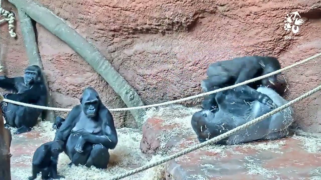 Nejveselejší pavilon v Zoo Praha