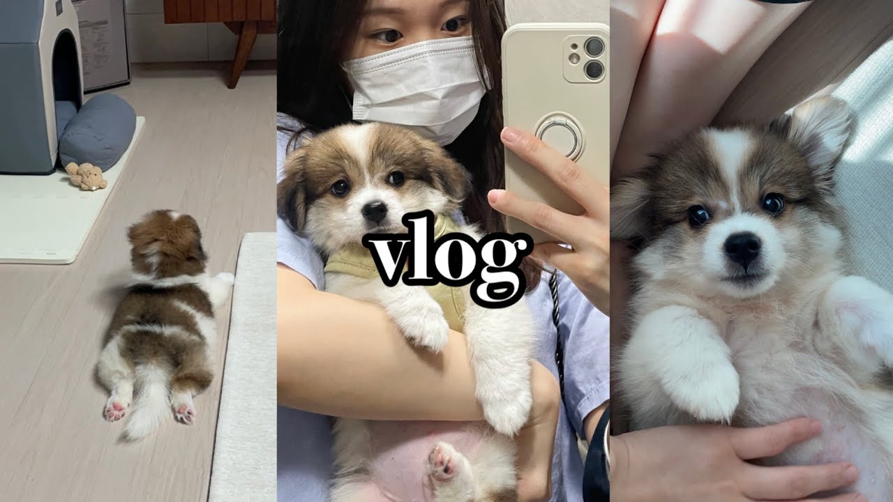 VLOG | 유기견 입양 브이로그, 포인핸드, 톨리, 구 밤톨이