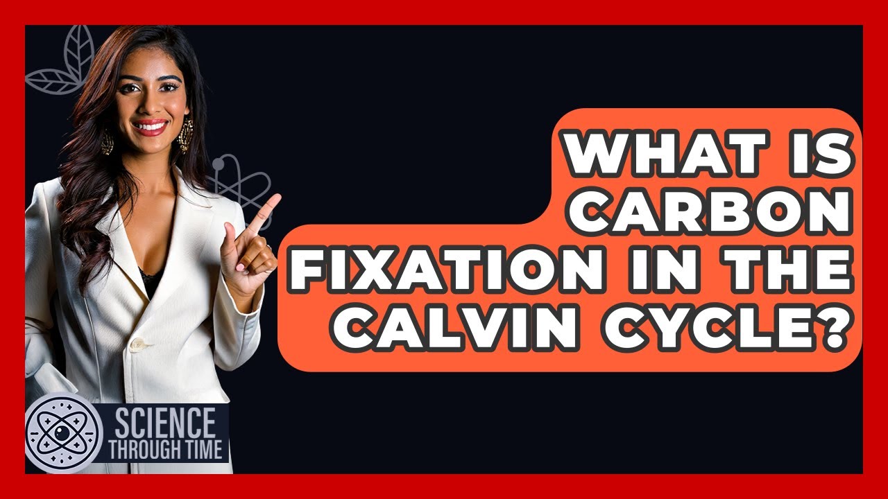 What Is Carbon Fixation In The Calvin Cycle? - Science Through Time
