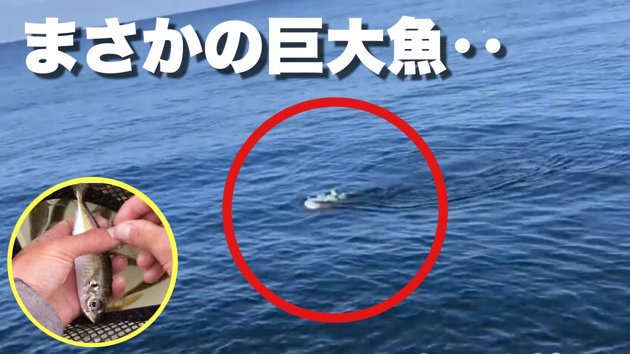 泳がせたアジに食らいついたのは、衝撃の「巨大魚」だった