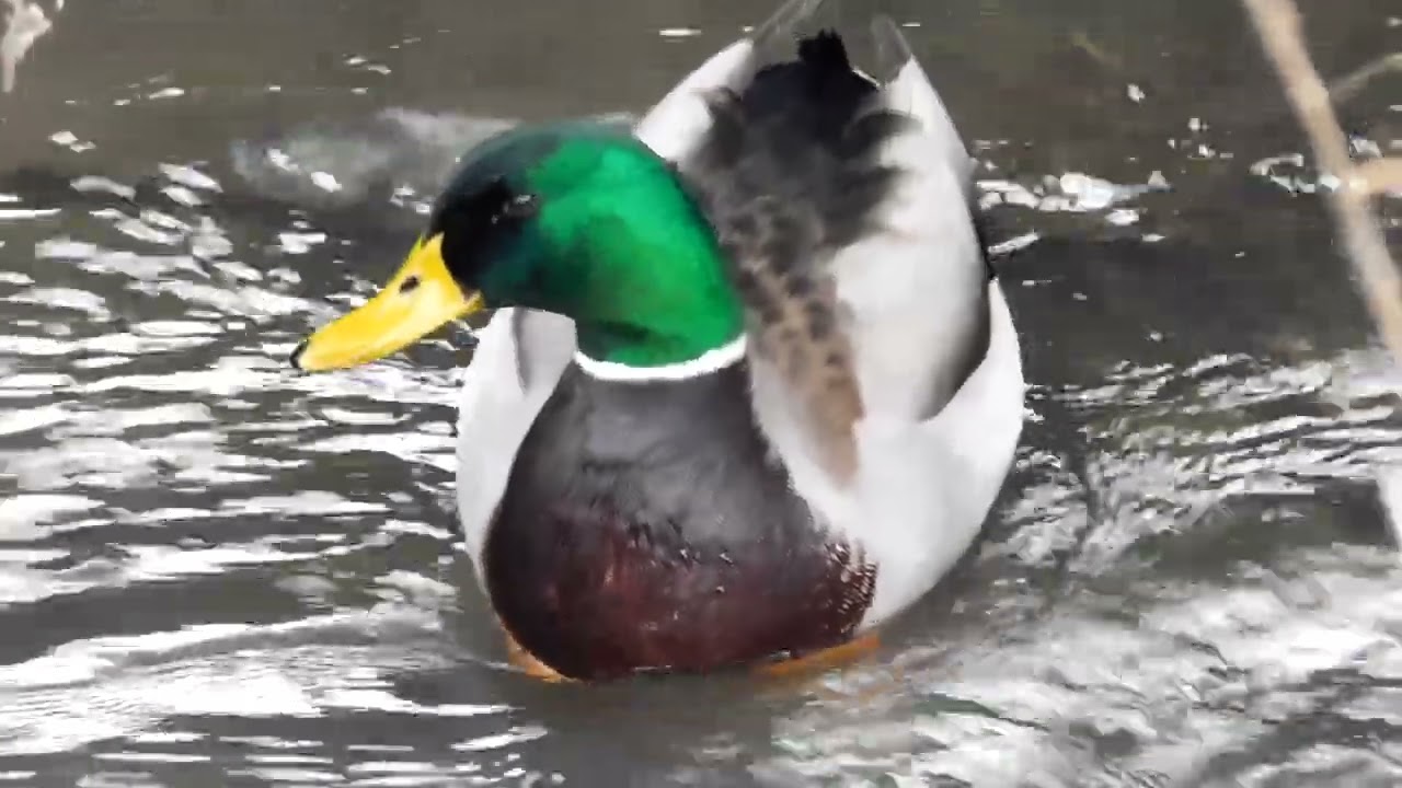 Mallard Ducks