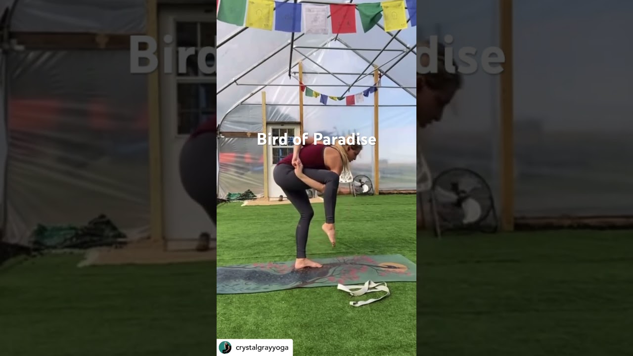 How to do Bird of Paradise Yoga Pose #yogateachertips #yogatutorial #yogapose