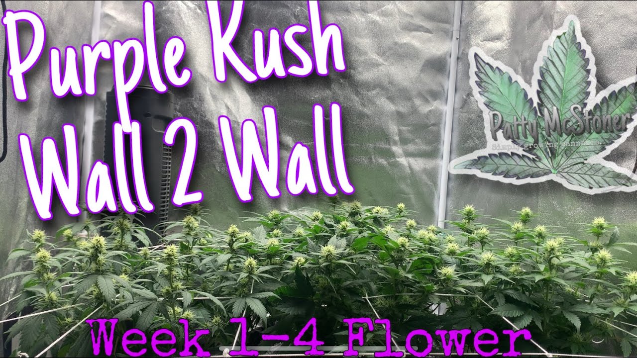 The OG Purple Kush Week 1-4 3x3 tent Wall to Wall Purple Update.