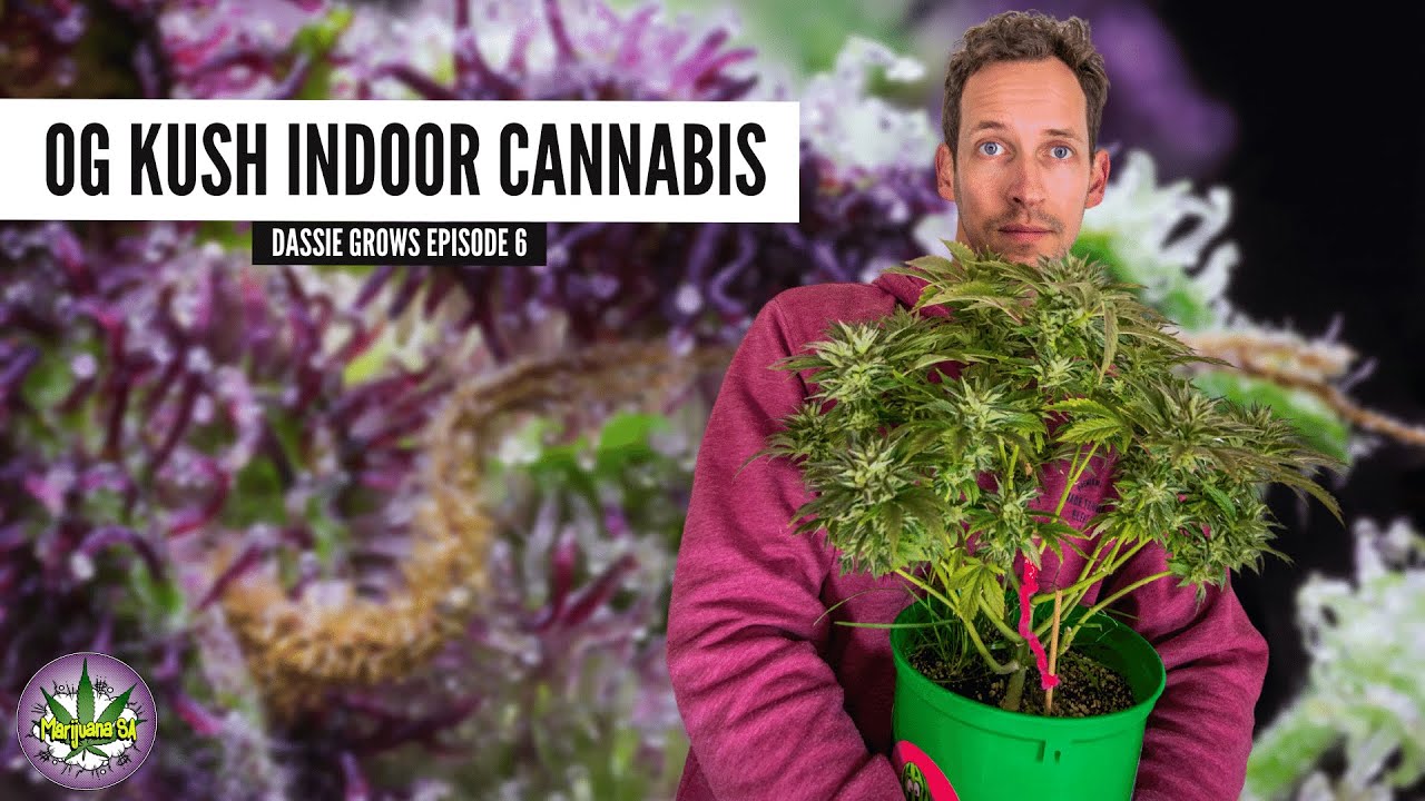 Trichome Covered OG Kush - DassieGrow Episode 6