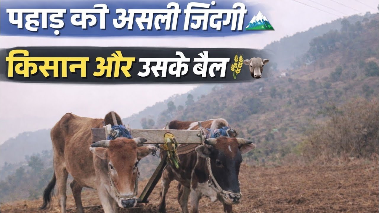 बैलों से हल जुताई । Village Life। Daily Lifestyle। Devbhumi Uttarakhand #devbhumijankari #kisan 