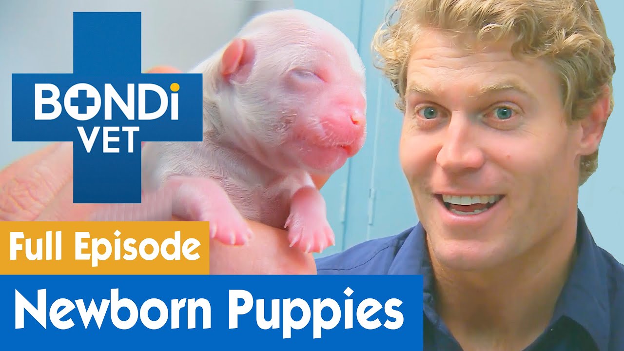 🐶 Delivering Newborn Maltese Puppies | FULL EPISODE | E2 | Bondi Vet