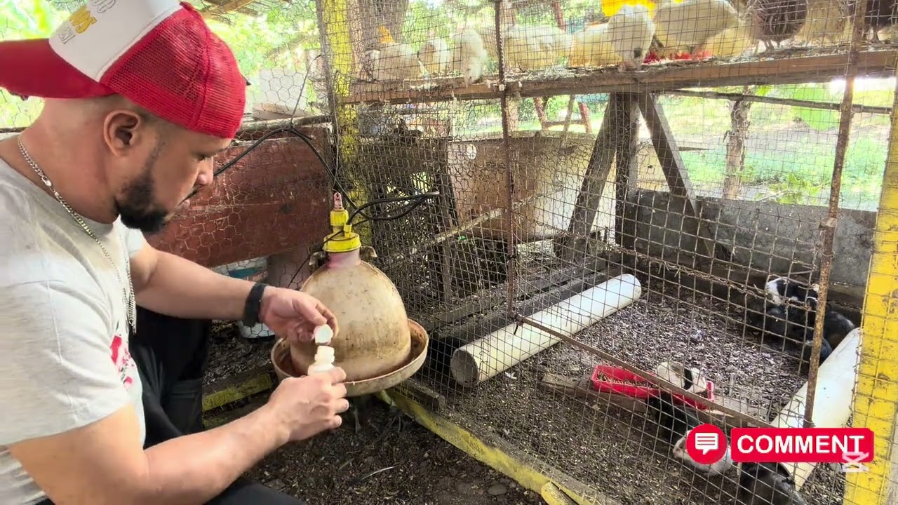 Vacunando las gallinas y desparasitándola 🐓. Limpieza en la granja