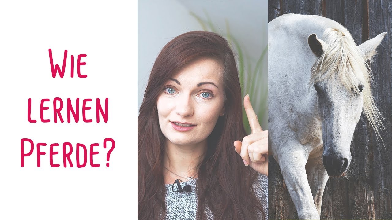 Wie lernen Pferde - Positive & Negative Verstärkung kurz erklärt!