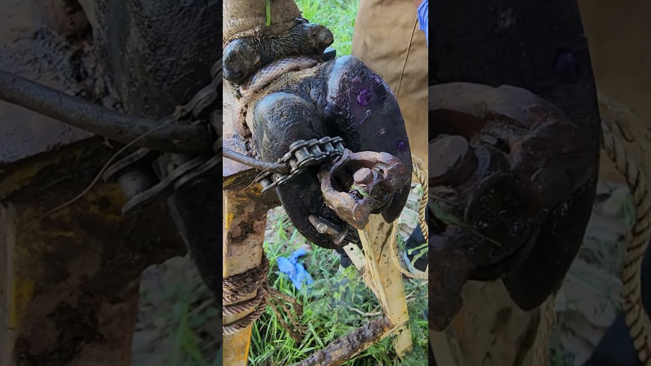 Hoof Care Secrets! Fixing a Cow&rsquo;s Foot with Expert Trimming