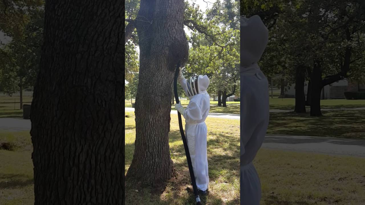 Bee relocation with the help of Kellen Fort of Fort Ranch