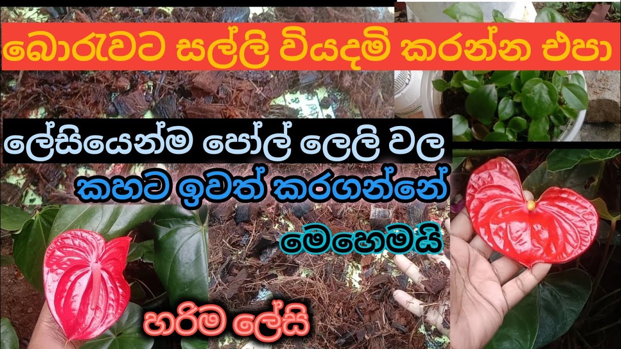 Anthuriyam සදහා පොල්ලෙලි වල කහට යවන්නේ මෙහෙමයි #anthuriyam #plantcaretips 