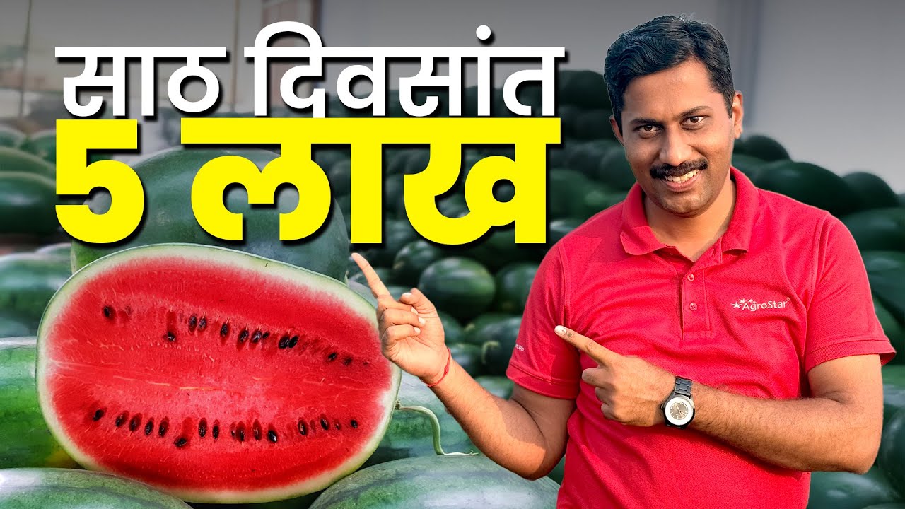 🍉कलिंगड़ पीक व्यवस्थापन । water management । मल्चिंग, बियाणे निवड। watermelon farming । #FarmingTips