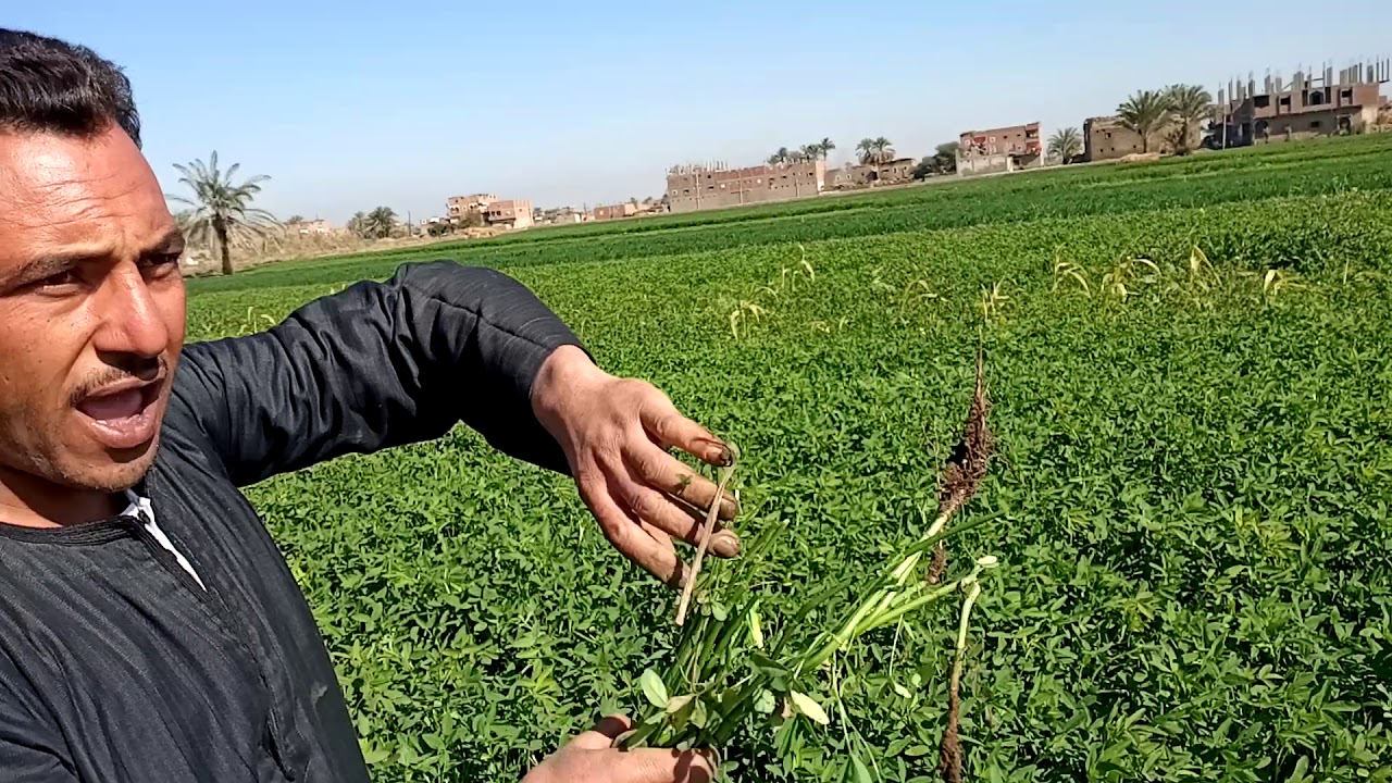 برسيم بالسماد الحيوي نوفا بلس من اسيوط البلايزة مزرعة الحاج رفعت العمدة