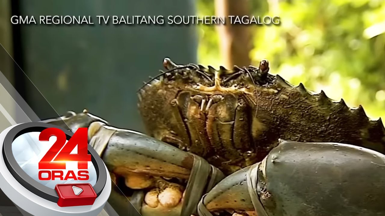 Alimangong halos 2.7kg ang timbang, itinanghal na pinaka-mabigat sa 