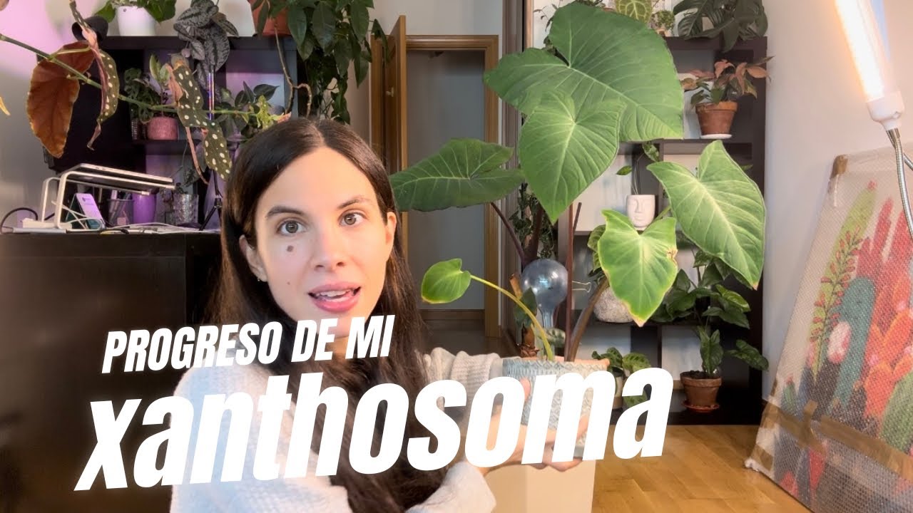 Actualizacion Xanthosoma: os enseño el progreso de mi planta favorita 💚