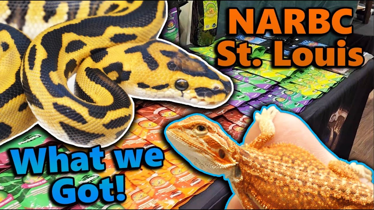 What we got at St. Louis Reptile Expo! *New species!*