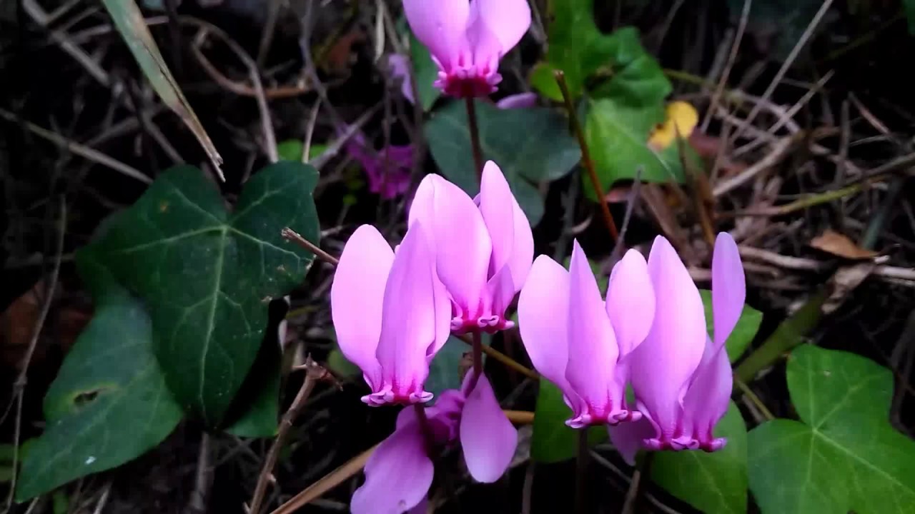 Ciclamino Selvatico
