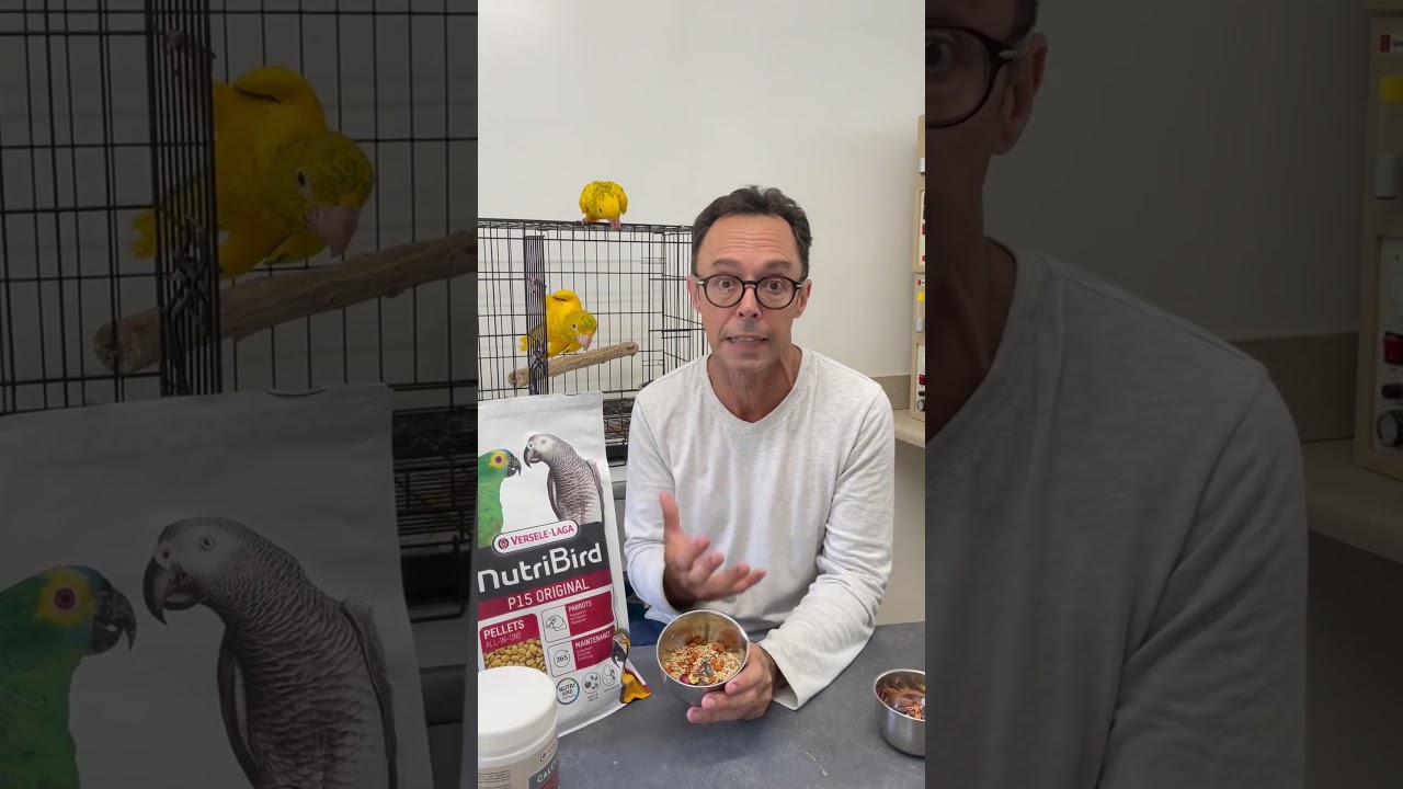 Tony Silva - golden conure