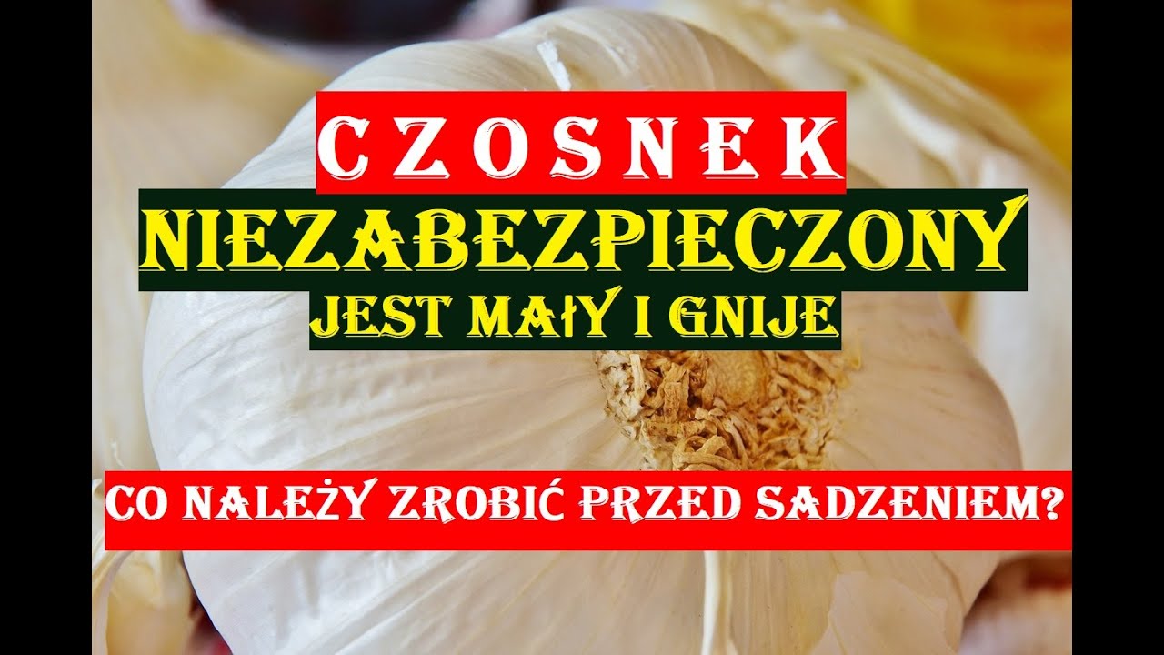 CZOSNEK - PRZED SADZENIEM NALEŻY GO ZABEZPIECZYĆ PRZED CHOROBAMI I GNICIEM I ABY MIAŁ OGROMNE GŁ&Oacute;WKI
