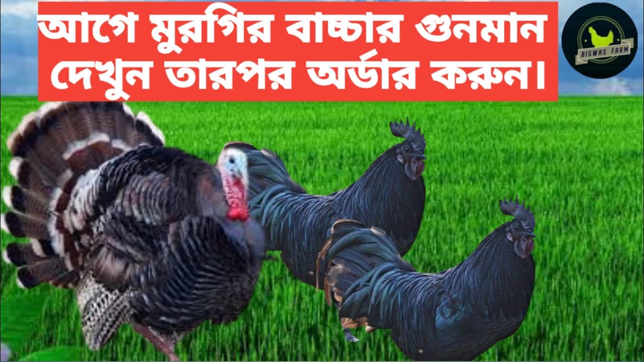 Chicken Farming | Kadaknath Farm | Turkey Farm | Kolkata Chicks.