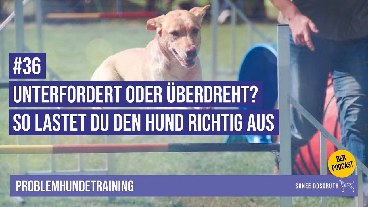 #36 Unterfordert oder überdreht? So lastet du den Hund richtig aus