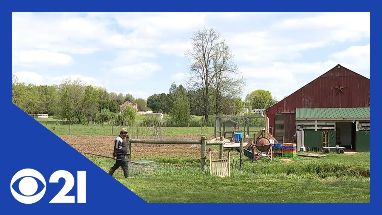 These 'chicken thieves' aren't actually interested in Pennsylvania's poultry