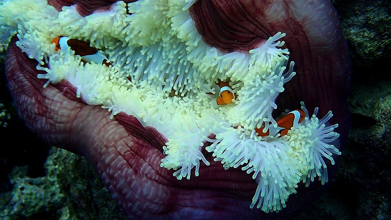 Snorkeling sur la côte nord de kri,  Raja ampat 2025, Papouasie occidentale, Indonésie