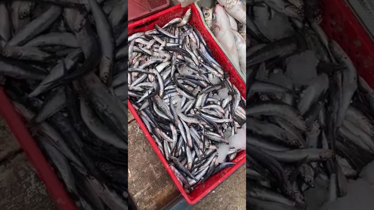 مباشرة من كازا ... من سوق شعبي بالبرنوصي لانشوبة دايرة 20 درهم للكيلو