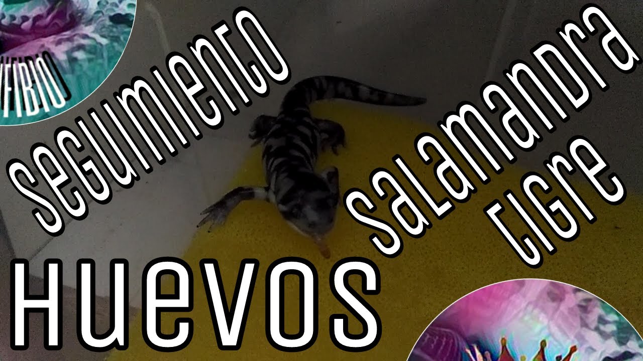 Seguimiento: Huevos de Salamandra Tigre parte 5/6  (Ambystoma tigrinum)