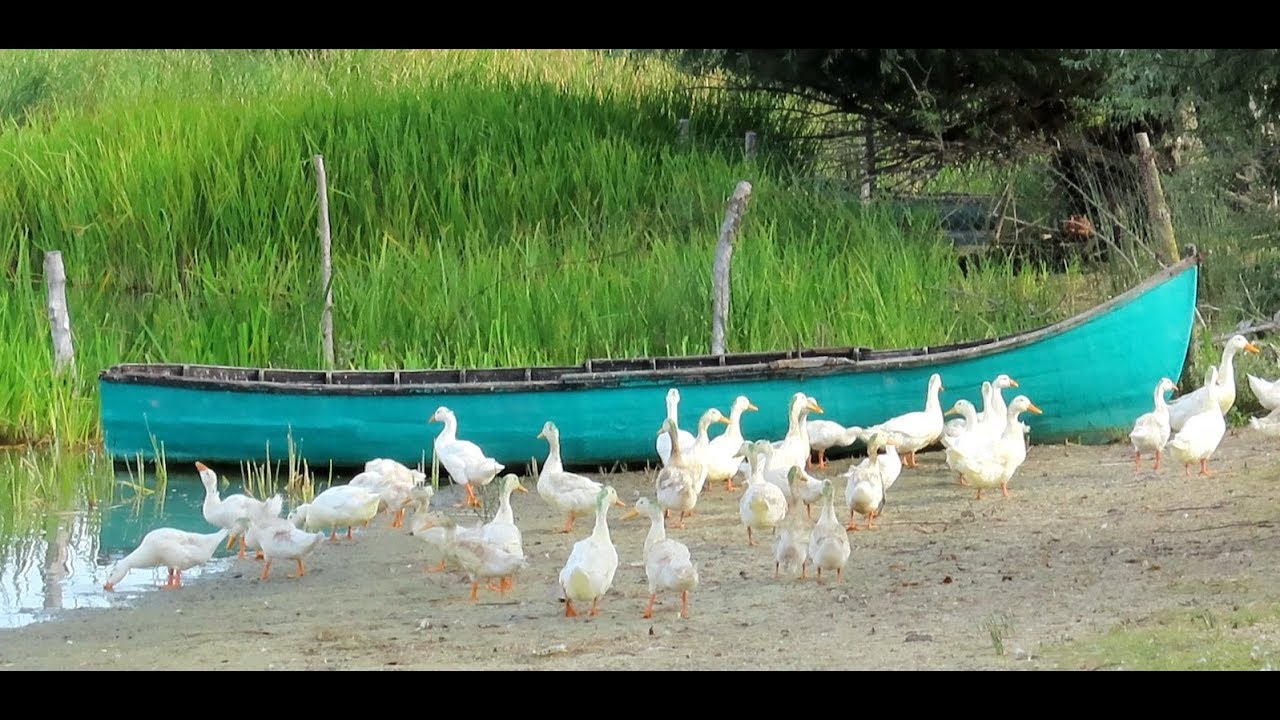 750. Danube Delta 2, Délta Dunaje Rumunsko 2019 Periprava