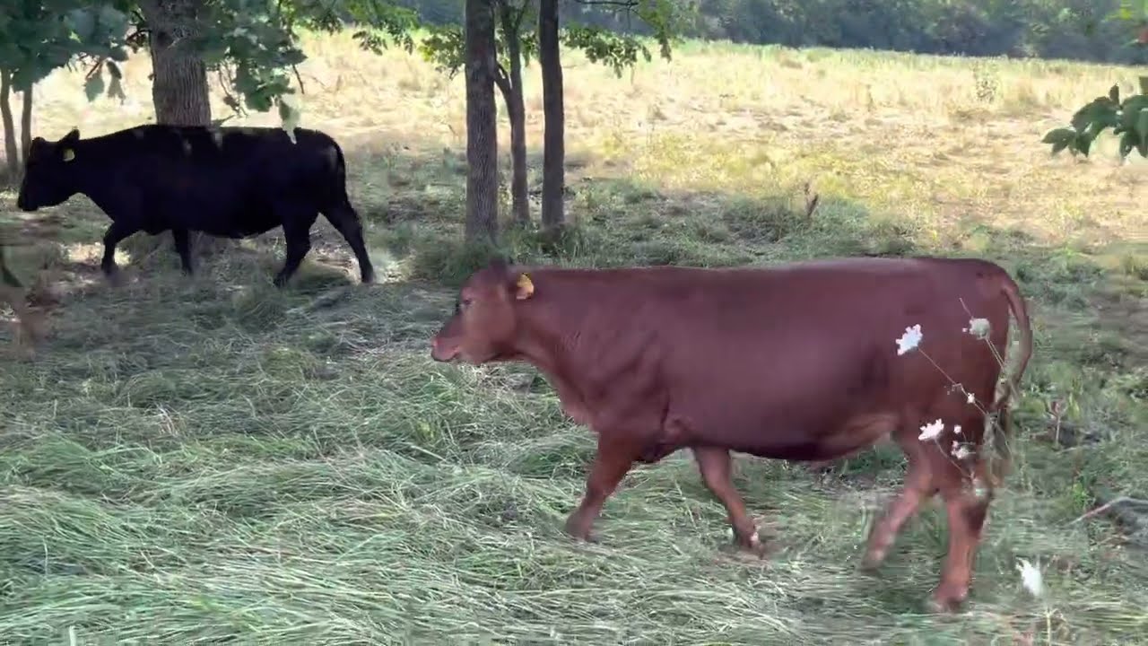 Are cows destroying the planet? You be the judge.