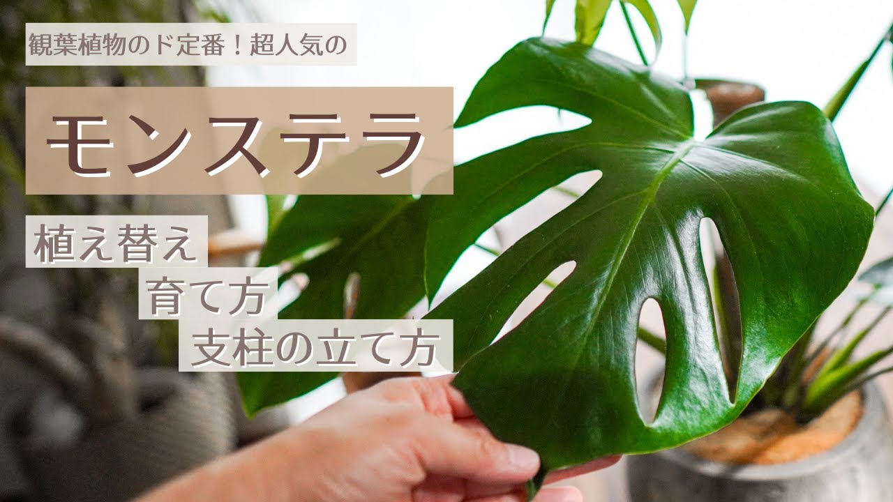 【観葉植物といえばモンステラ!!】基本も育て方も植え替えも！コレひとつで全て解決♪