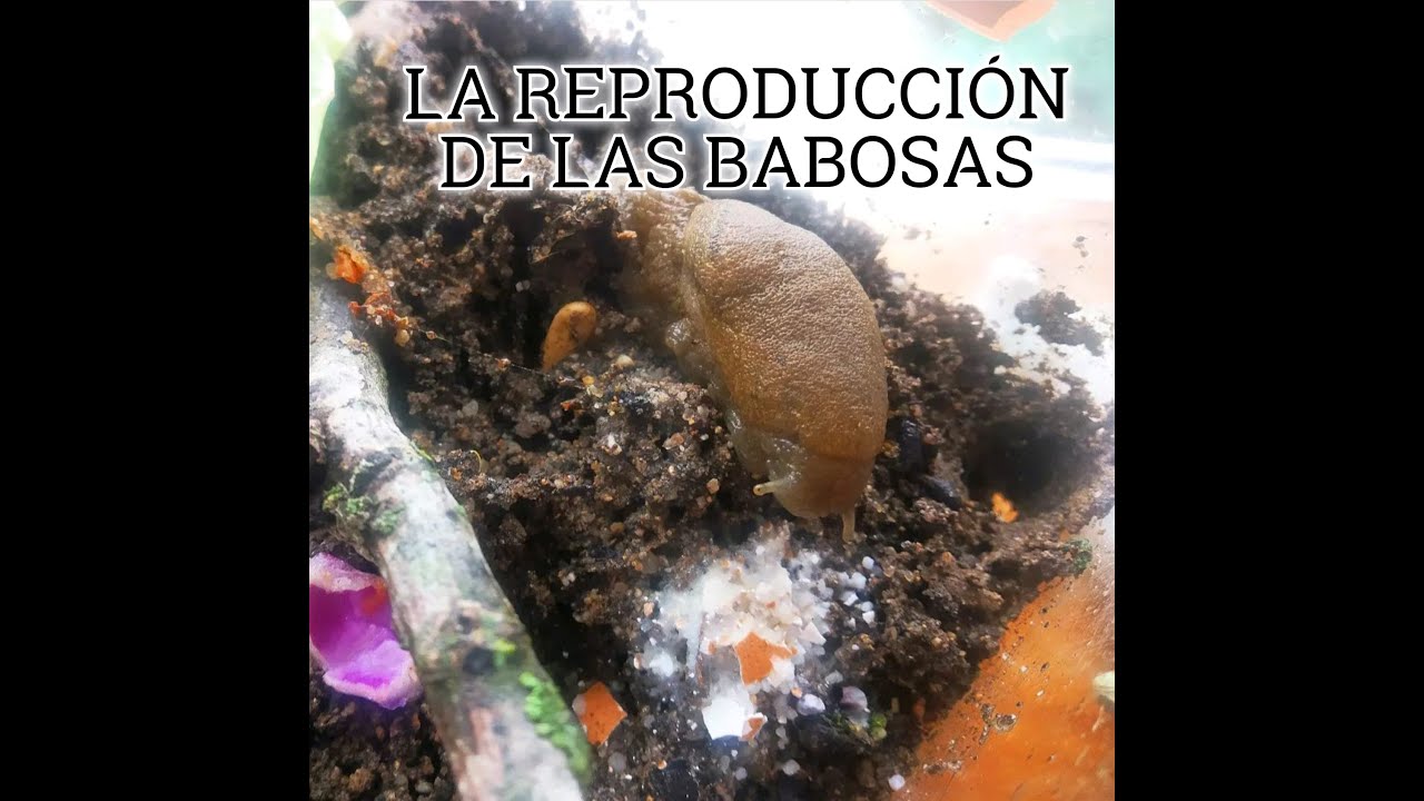 LA REPRODUCCION DE LAS BABOSAS