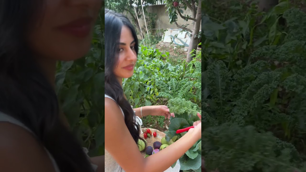 Picking fruit in the Lebanese garden🇱🇧