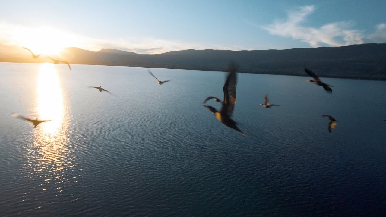 I Flew with Birds with my FPV Drone | My Year 2019