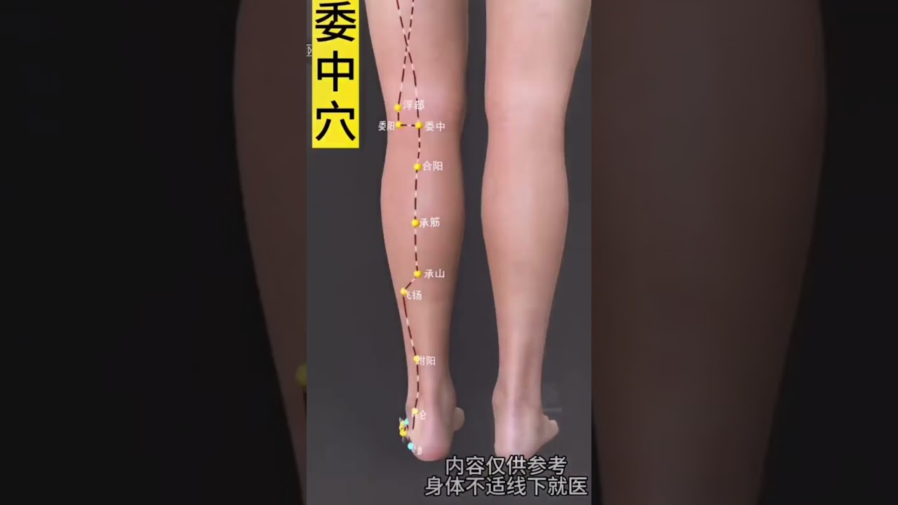 委中穴（一）Weizhong point (1) #healthcare #中醫傳承 #養生 #中醫傳承 #養生 #health #traditional