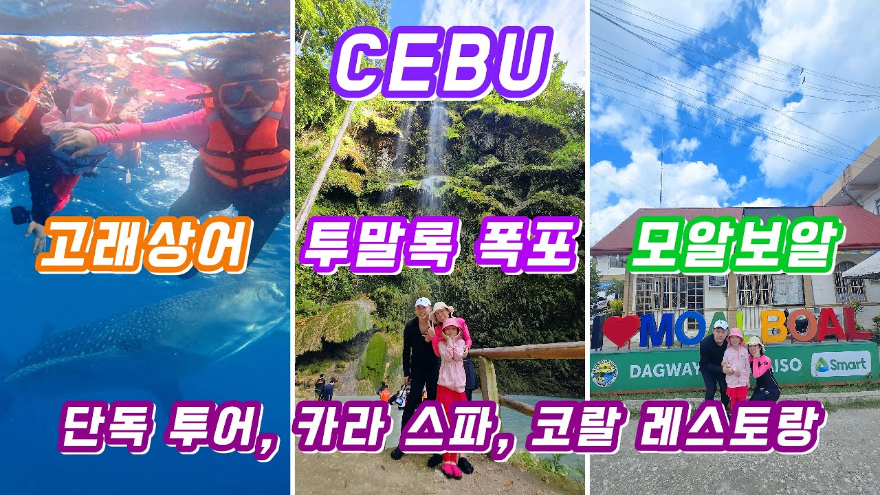 🐋고래상어+정어리떼 실물 대박! 가족 맞춤 단독투어 체험 후기 | 투어비용은 얼마?