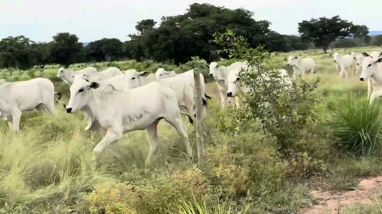 CHARLLES E TIRINGA NA ROTINA DA FAZENDA NO PIAUÍ (PARTE 5) | COMÉDIA SELVAGEM