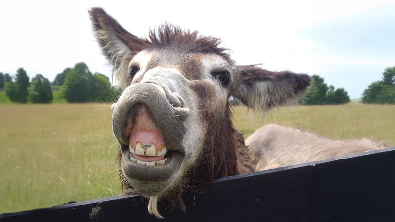 I Dared You to Watch this Without Laughing with these Donkeys 🤣 Funniest Animal Videos