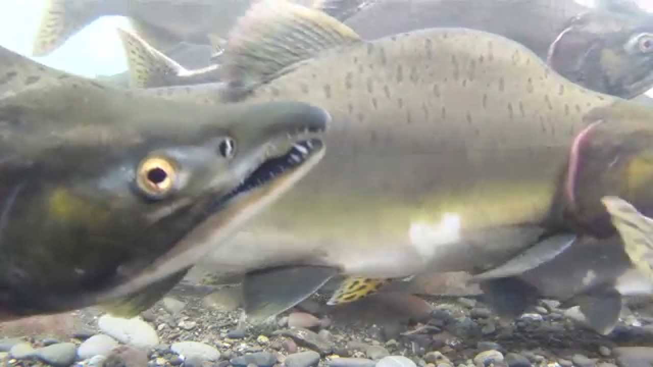 A River Reborn: Restoring Salmon Habitat along the Duwamish River