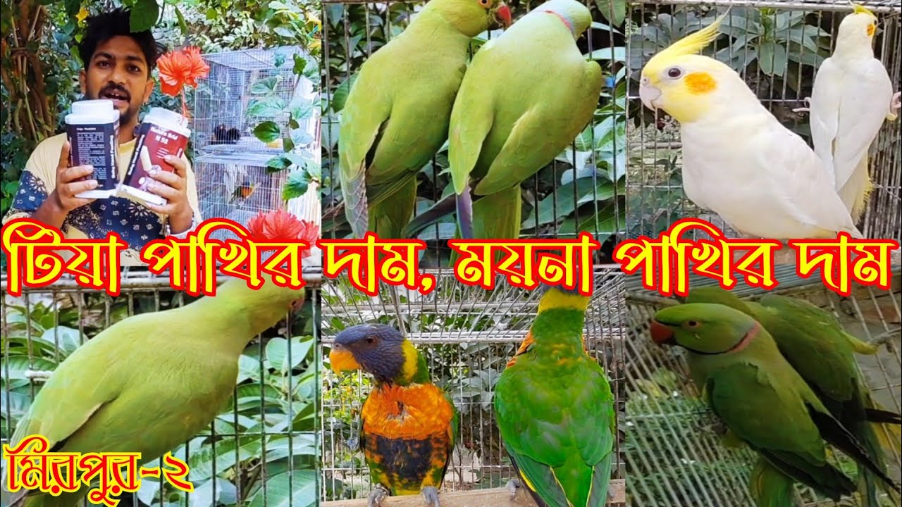ময়না পাখির দাম,টিয়া পাখির দাম,ককাটেল পাখির দাম || Tiya Pakhir dam, Moina Pakhir dam ||  parrot 