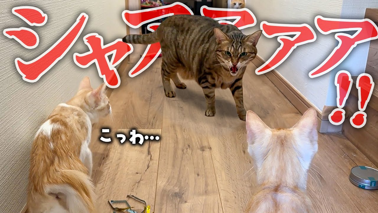 【恐怖】子猫たちが初めて部屋から出たら…”鬼”が待っていました。