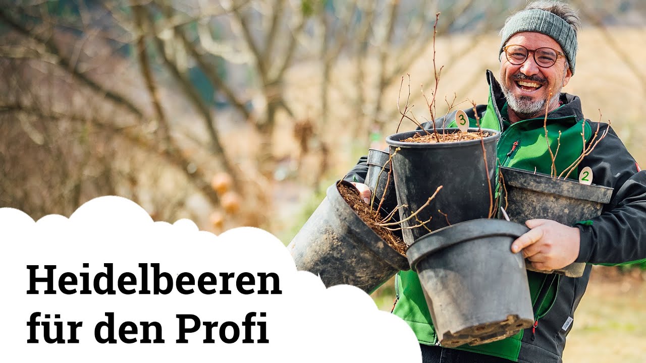 Heidelbeererde für den Profi 🌱