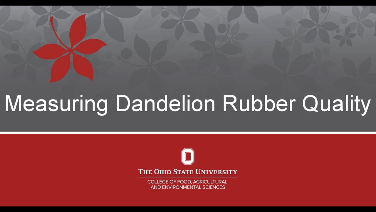 Rubber Dandelion- Measuring Dandelion Rubber Quality