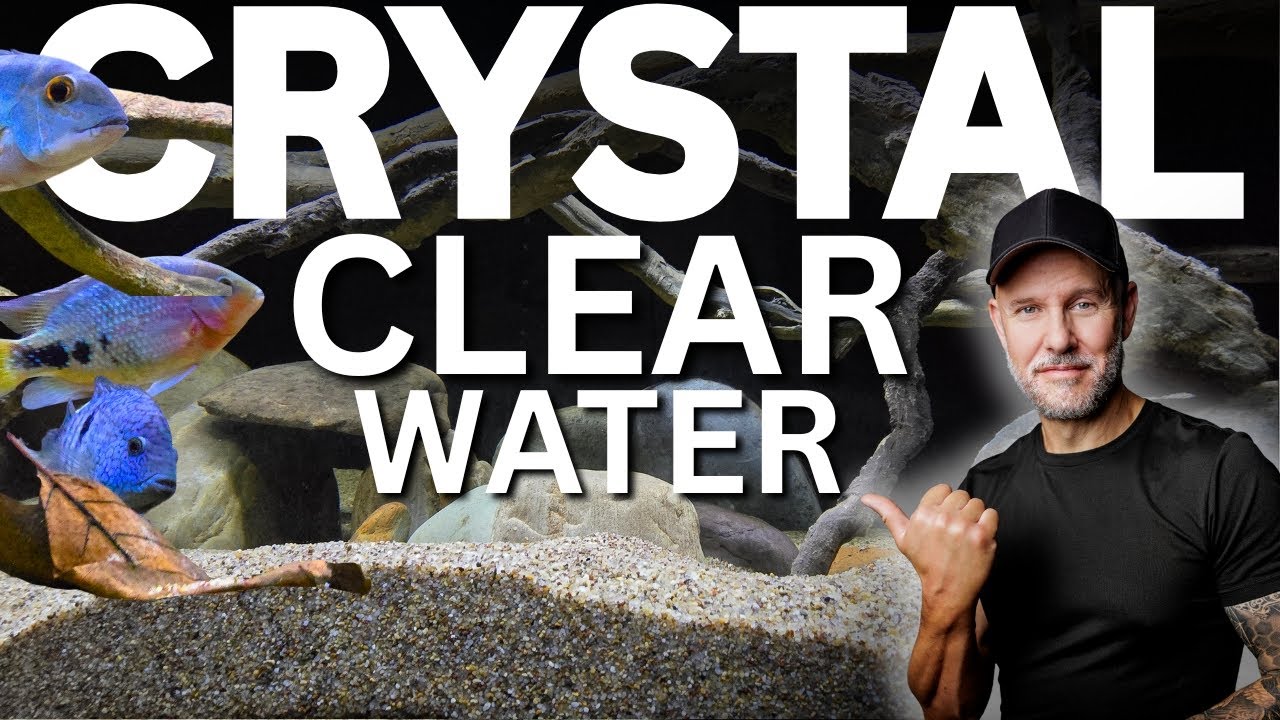 How To Get CRYSTAL Clear Aquarium Water (And How Important Is It?)