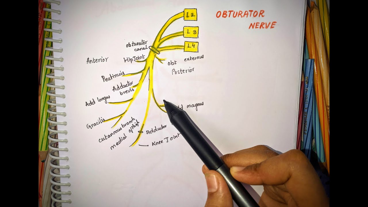 OBTURATOR NERVE || Anatomy || origin || Division  ||  Supply