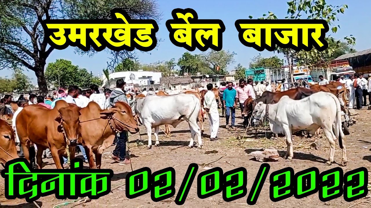 उमरखेड बैल बाजार || विदर्भ बैल बाजार|| bail bazar || annadata shetkari mitra