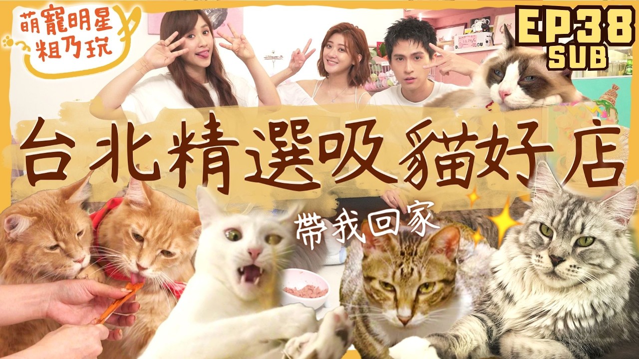 [SUB] EP38 進擊的巨貓 人類挑戰貓咪禁忌！ 台北貓咪咖啡廳推薦 浪貓催淚故事大公開【 萌寵明星粗乃玩 】 Sandy 林逸欣 石知田 紅玥緬因貓藝廊 浪浪別哭 @haveapetday